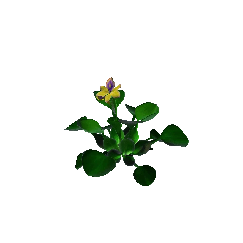 Flower Eichhornia crassipes4. 2